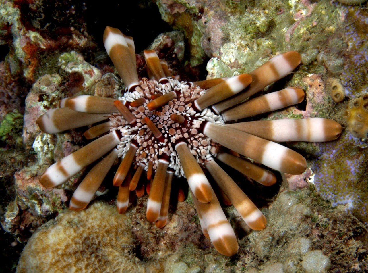 Pencil Urchin Chain Necklace